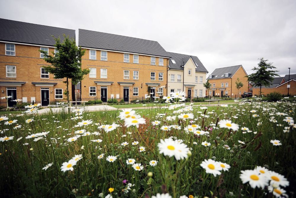 Daisies in a field and housing