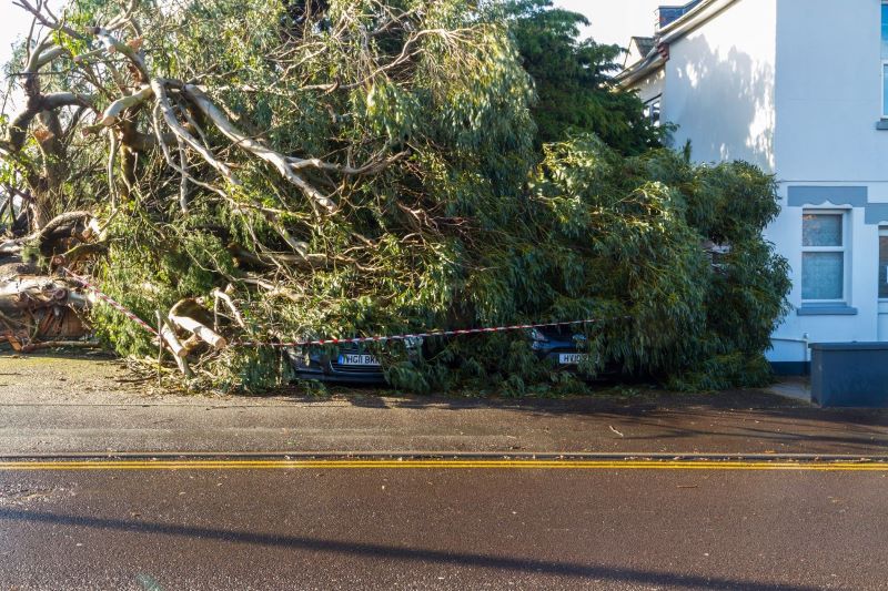 Tree fallen over on cars